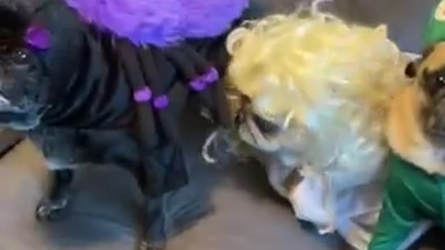 Dog Has A Costume Malfunction 🐾 😂