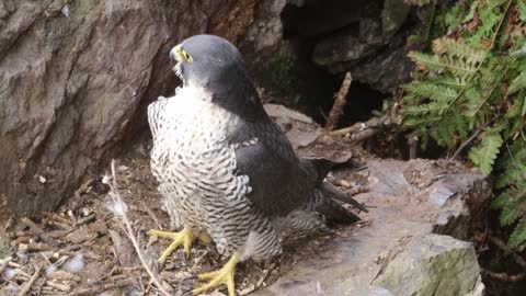 Peregrine Falcon Nesting 4k HQ