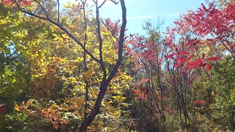 the beauty of the landscape during fall in montreal canada