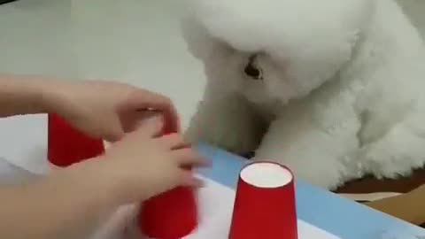 Watch This Dog Guess Which Cup Its Treats In!