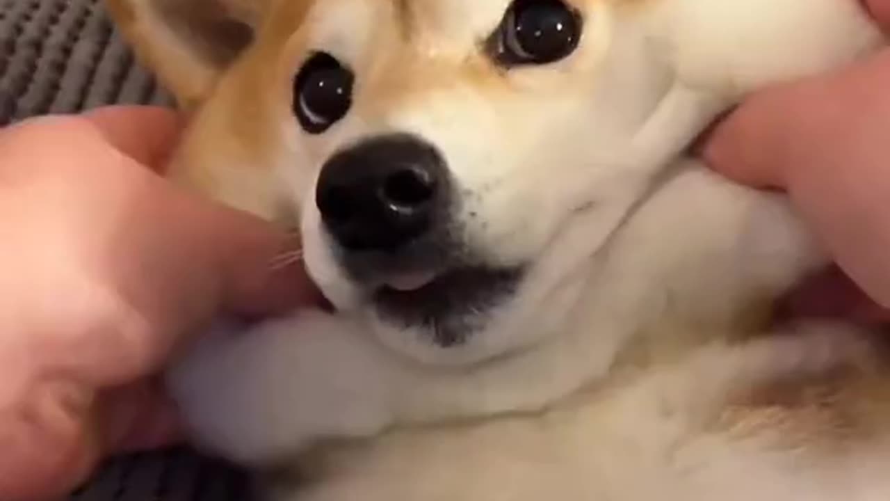 Funniest And Fluffiest Dog!😂😂😍😂