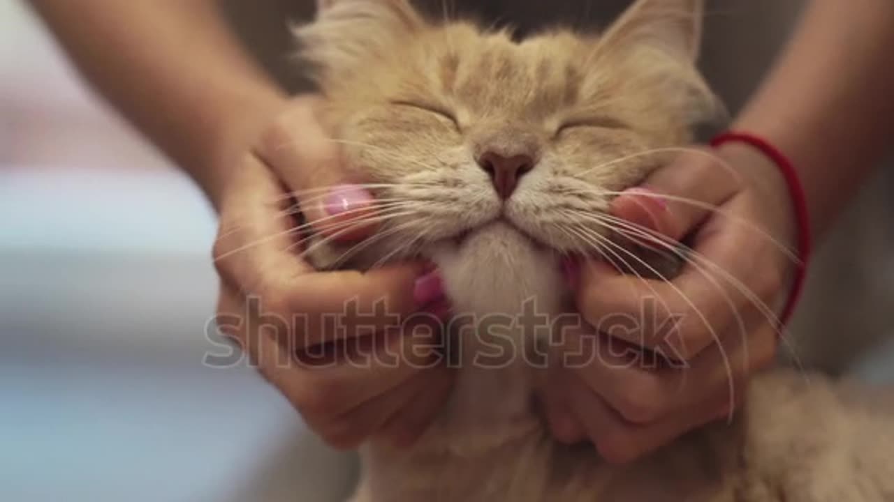 Cute Cat