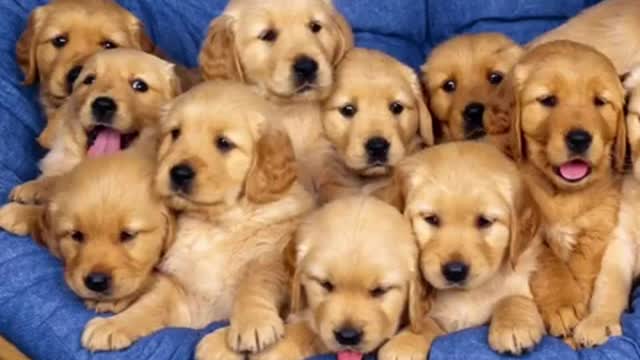 1 minute of cute puppies