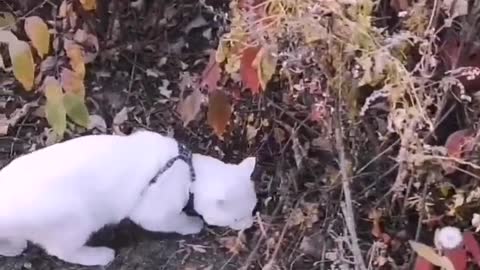 A white angel cat