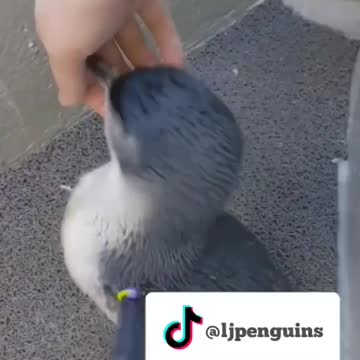 Super excited baby penguin