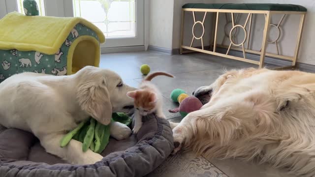 Kitten likes to play with the Golden Retrievers