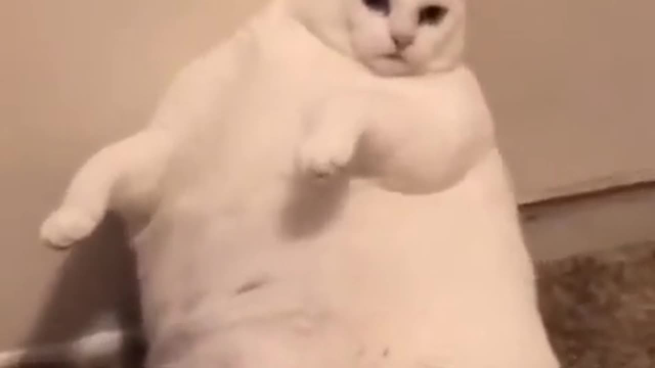 When Yo Cat Needs a to Catch its Breath