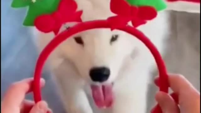 Happyholidays - Smart Funny Dogs