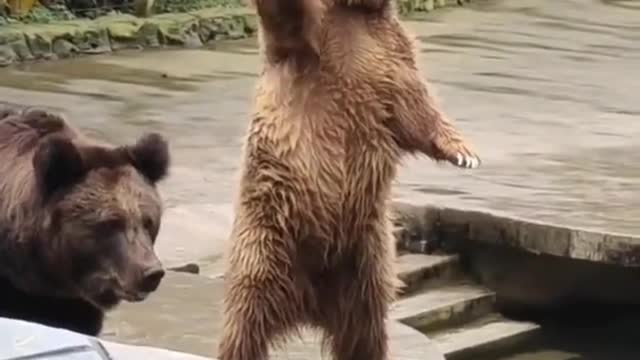 Bear in a zoo waving for food