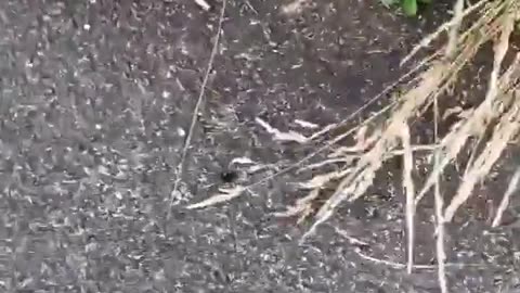 Bees & Radiation From Towers