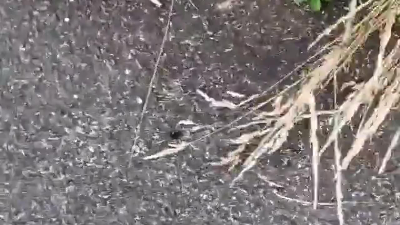 Bees & Radiation From Towers