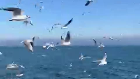 How wonderful the seagull's cry is