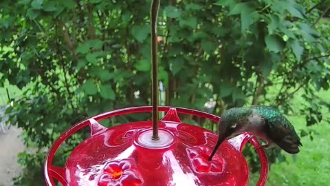 Hummingbirds can be quick and hard to spot.