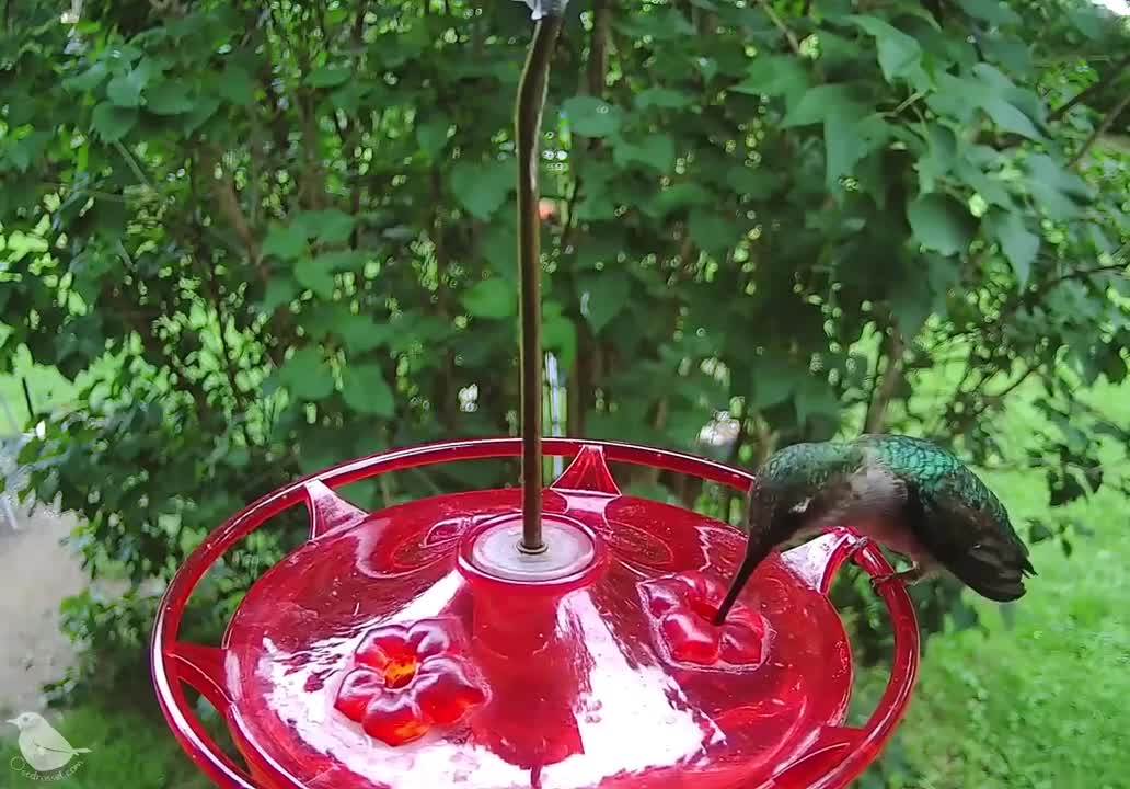 Hummingbirds can be quick and hard to spot.