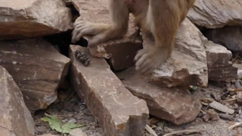 monkey short video funny