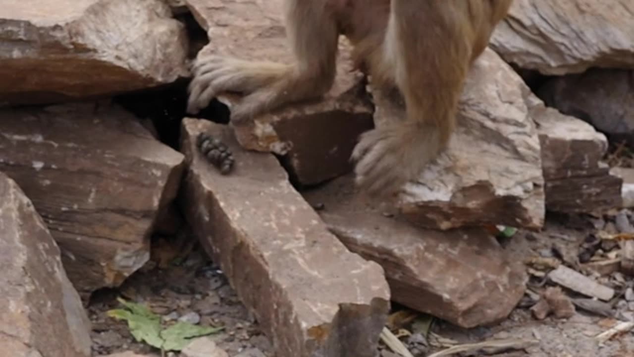 monkey short video funny