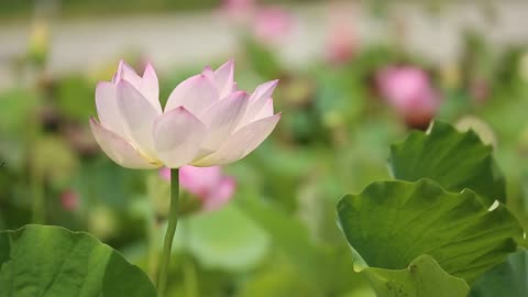 Natural Lotus Flower Seen
