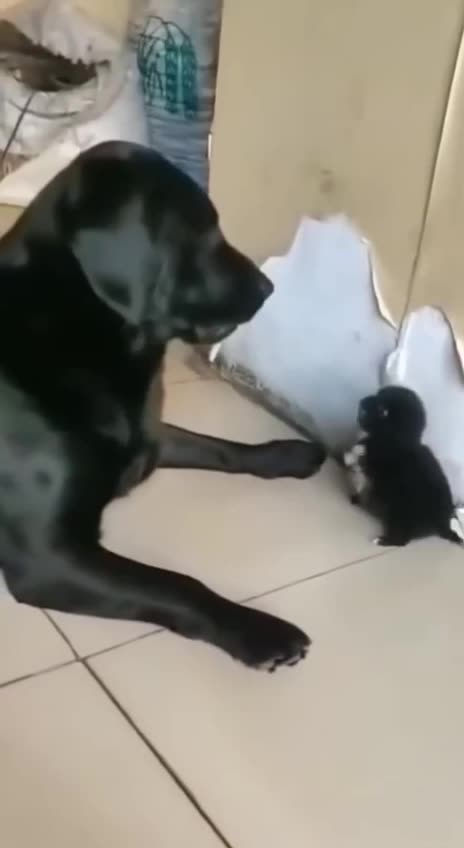 Never show fear no matter how big opponent 🤣