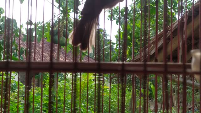Bird Jogjog
