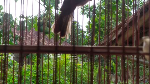 Bird Jogjog