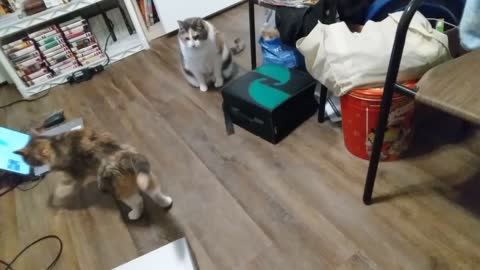Echo, Emma, and Jasmine Meowing At Me