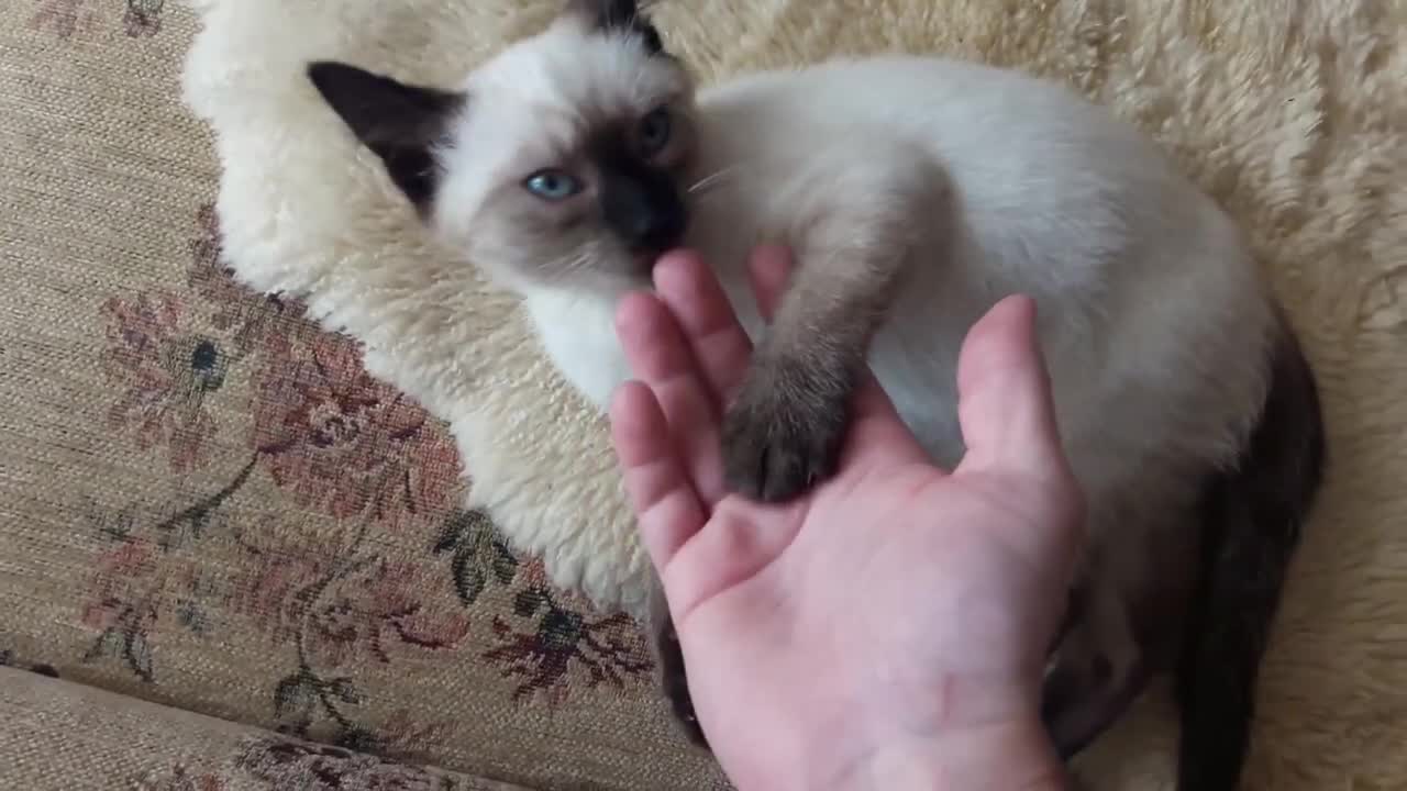 Speedy cute little siamese kitten.