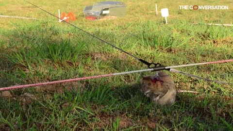 Rats help clear minefields in Cambodia - and suspicion of the military