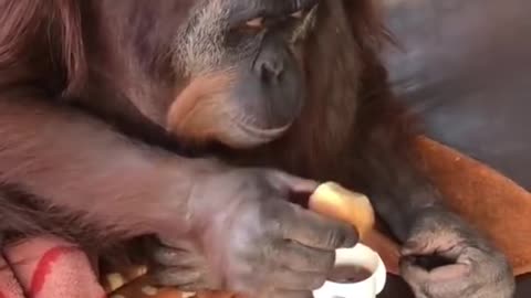 Monkey eat breakfast with Tea and Toast