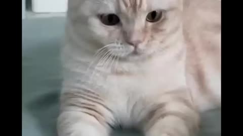 AWW Top Funny Cats And Dogs Videos