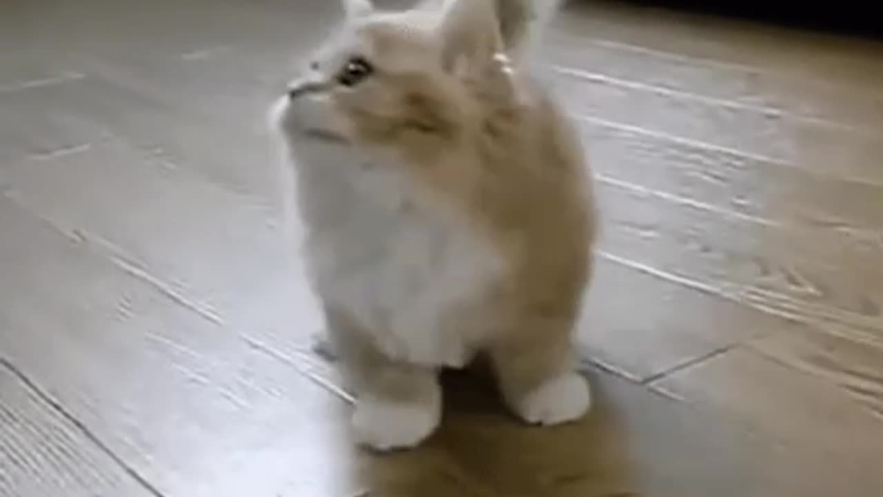 Cute Cat Gif
