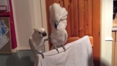 Cockatoo Loves Elvis..