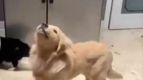 🤣🤣 Funny Cute Dogs 🐶🐶
