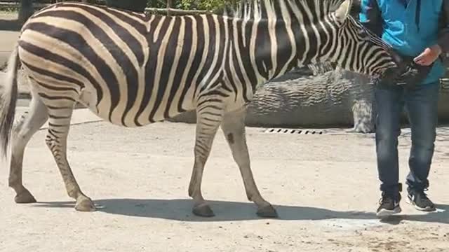 zebras