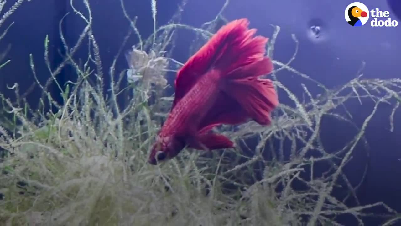 Betta Fish Who Wouldn't Eat Or Swim Is Completely Transformed | The Dodo Faith = Restored