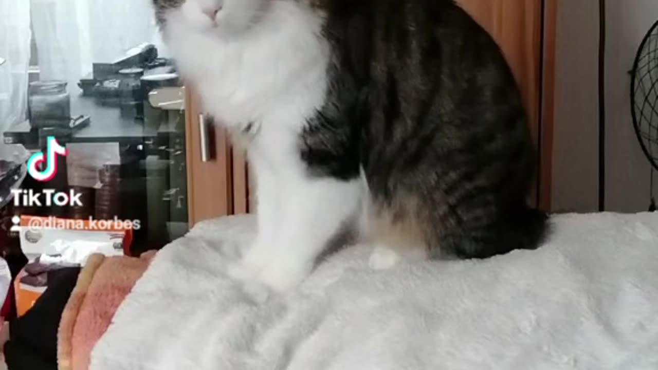 Just my cats