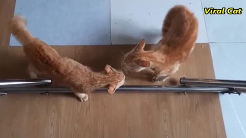 Cat v/s cat fight so funny video