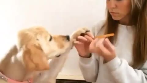 A dog asks for a favor