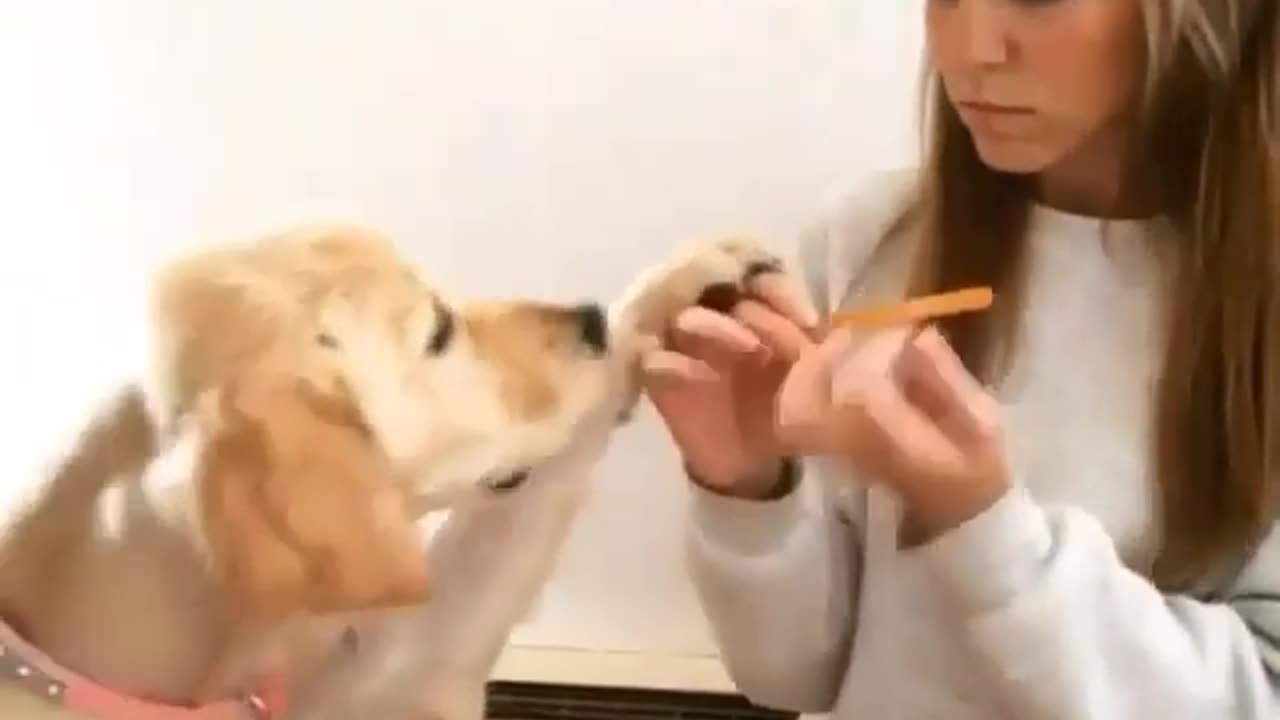A dog asks for a favor
