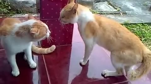 Kucing Berantem Rebutan Wilayah, Siapakah yang menang ?