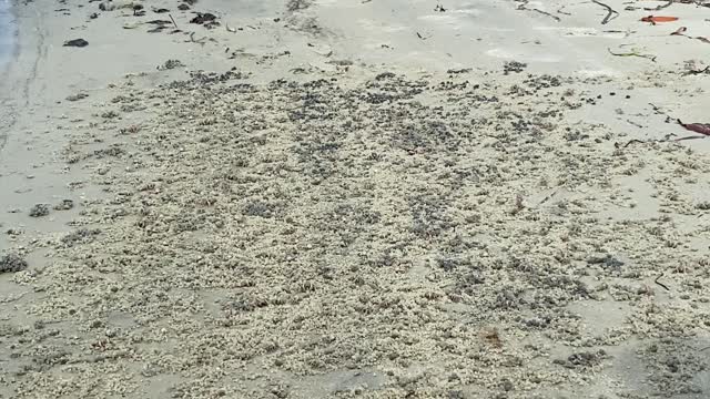 Thousands of small crabs