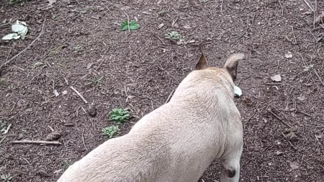 Hogg the 17 year old dog