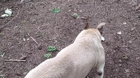 Hogg the 17 year old dog