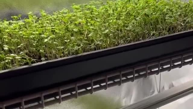 Microgreens under HLG beams