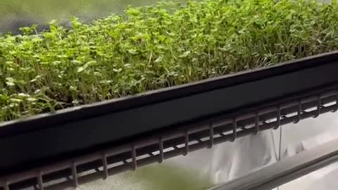 Microgreens under HLG beams