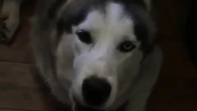 funny & cute animals