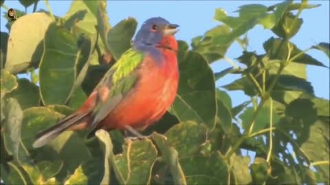 The wonderful sound of the brazilian forest