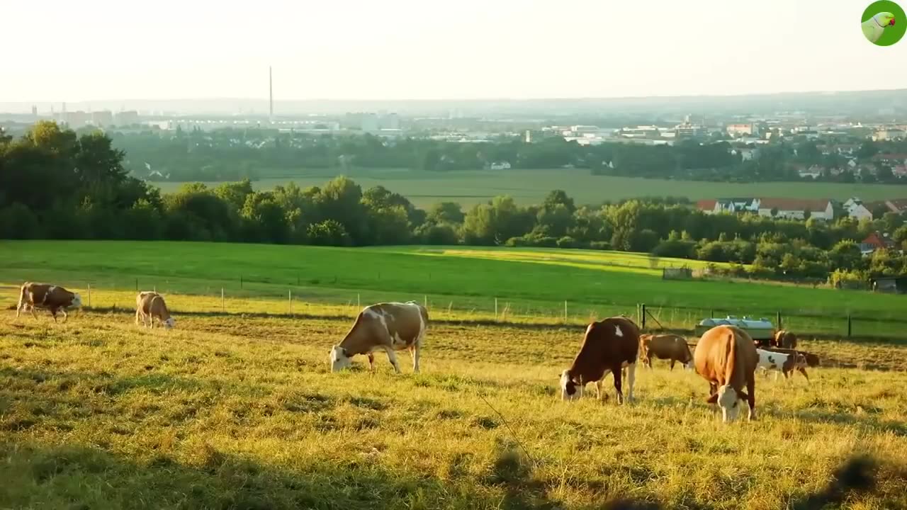 COW VIDEOS 🐄 COWS GRAZING 🐄 COW SOUNDS