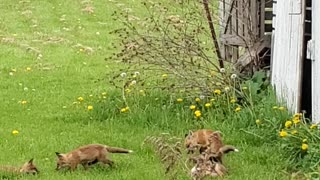 Baby Foxes Play Next to Old Barn