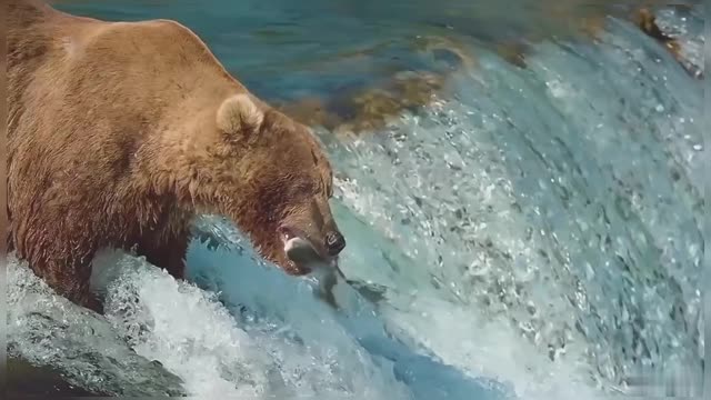 Big Brown Bear Hunting Fish In Forest River Brown Bear