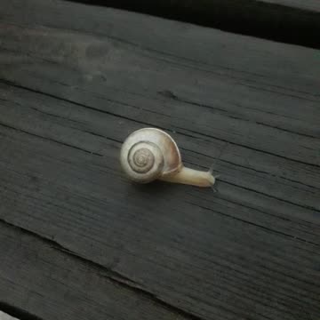 Wild snail on the table